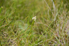 Disperis wealei