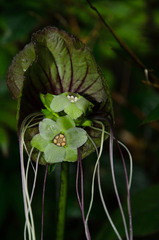 Tacca subflabellata