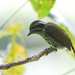 Speckled Piculet - Photo (c) Tan Kok Hui, some rights reserved (CC BY-NC), uploaded by Tan Kok Hui