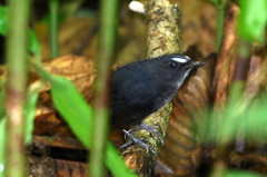 Lesser Shortwing photo 2