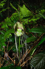 Tacca subflabellata