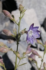 Malesherbia linearifolia