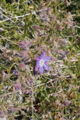 Malesherbia linearifolia