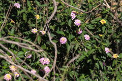 Lantana camara