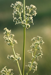 Silene exaltata
