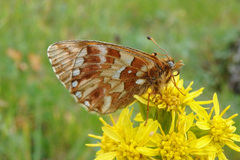 Boloria altaica