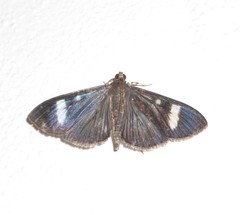 Erilusa leucoplagalis