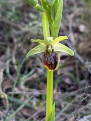 Ophrys sphegodes massiliensis