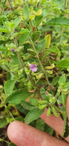 Image of Endostemon tereticaulis by (c) Nic Knott-Craig, some rights reserved (CC BY-SA)