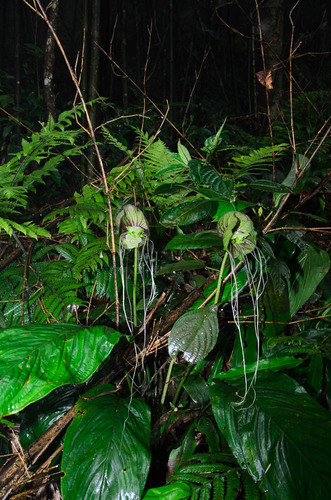 Tacca subflabellata