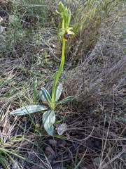 Ophrys sphegodes massiliensis