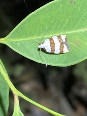 Zonopetala divisella