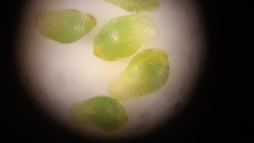 Pavasarinis švitriešis nuotrauka