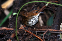Pnoepyga pusilla