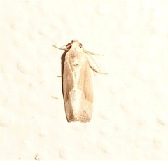 Micrathetis dasarada