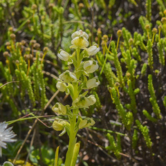 Pterygodium leucanthum