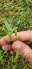 Zornia glochidiata