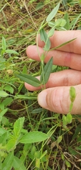 Zornia glochidiata