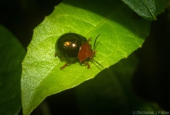 Chalcomela nitida