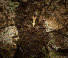 Neopantopsalis pentheter