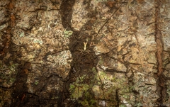 Neopantopsalis pentheter