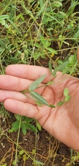 Zornia glochidiata