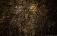 Neopantopsalis pentheter