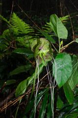 Tacca subflabellata