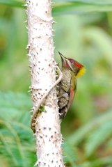 Picus chlorolophus