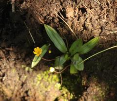 Hypoxis parvula parvula