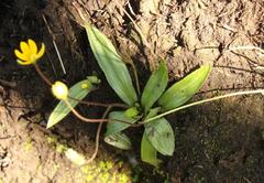 Hypoxis parvula parvula