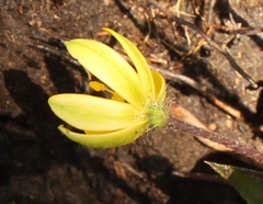 Hypoxis parvula parvula