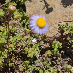 Afroaster erucifolius