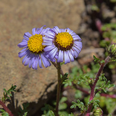 Afroaster erucifolius