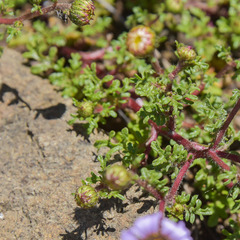 Afroaster erucifolius