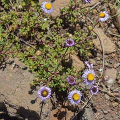 Afroaster erucifolius