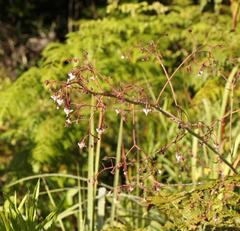 Afrotysonia glochidiata