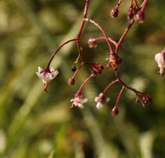 Afrotysonia glochidiata