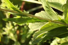 Afrotysonia glochidiata