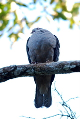 Ducula badia