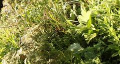 Afrotysonia glochidiata