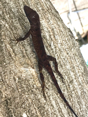 Anolis marmoratus