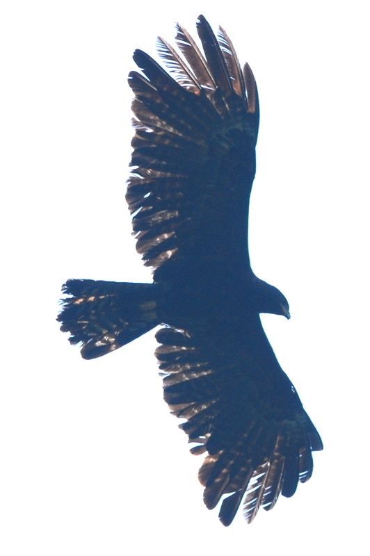 Black Eagle (Ictinaetus malaiensis) · iNaturalist Canada