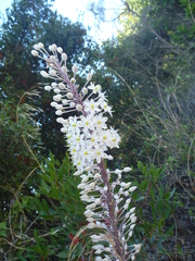 Drimia numidica