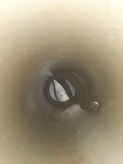 Thelotornis capensis