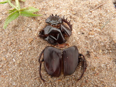 Scarabaeus goryi