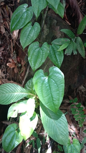 Dioscorea seriflora