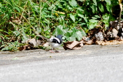 Enicurus schistaceus