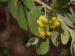 Grewia orbiculata