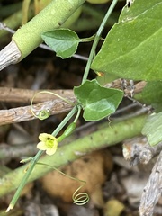Kedrostis nana